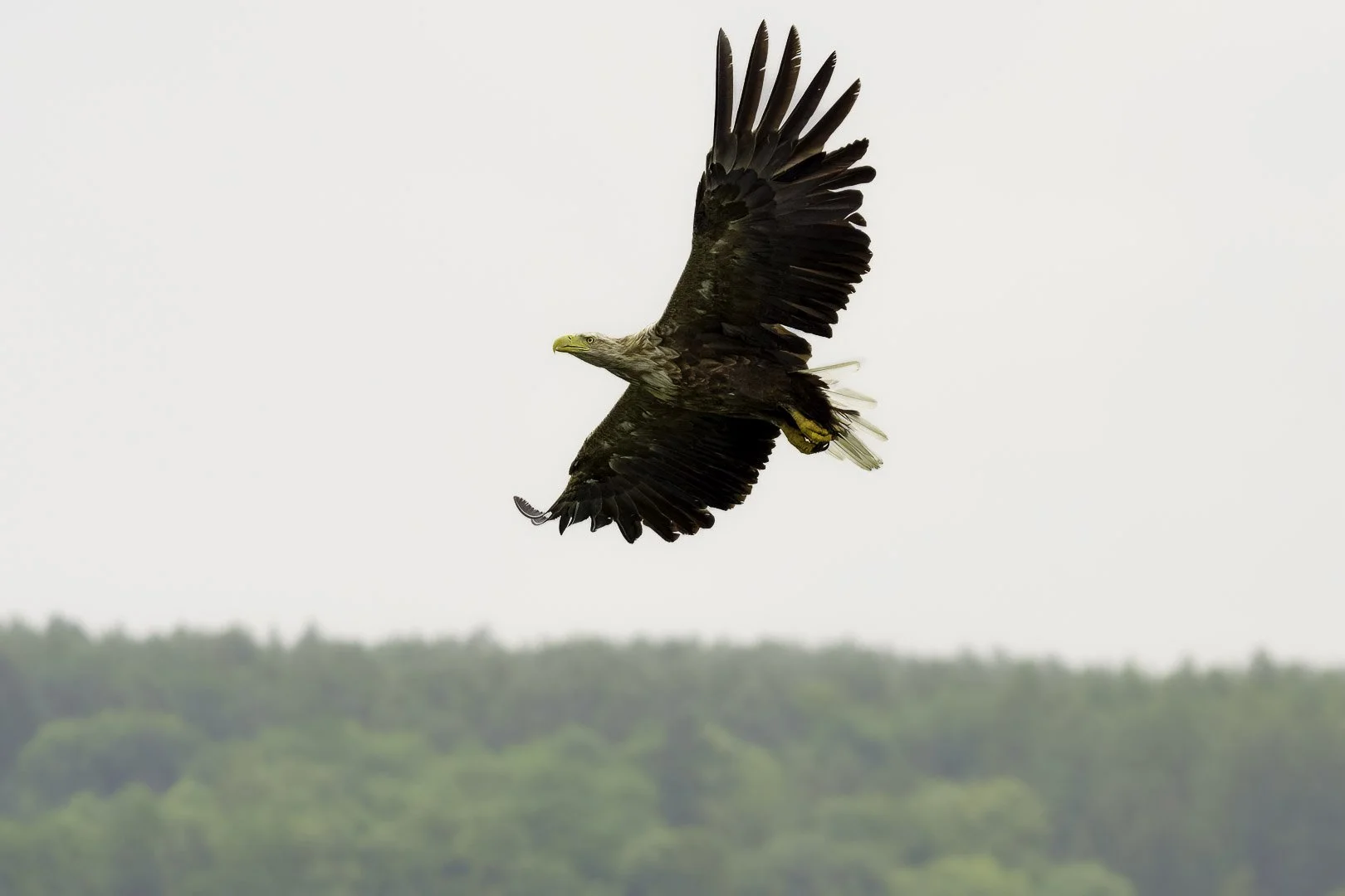 Aquila di mare sale in volo con una preda stretta negli artigli.