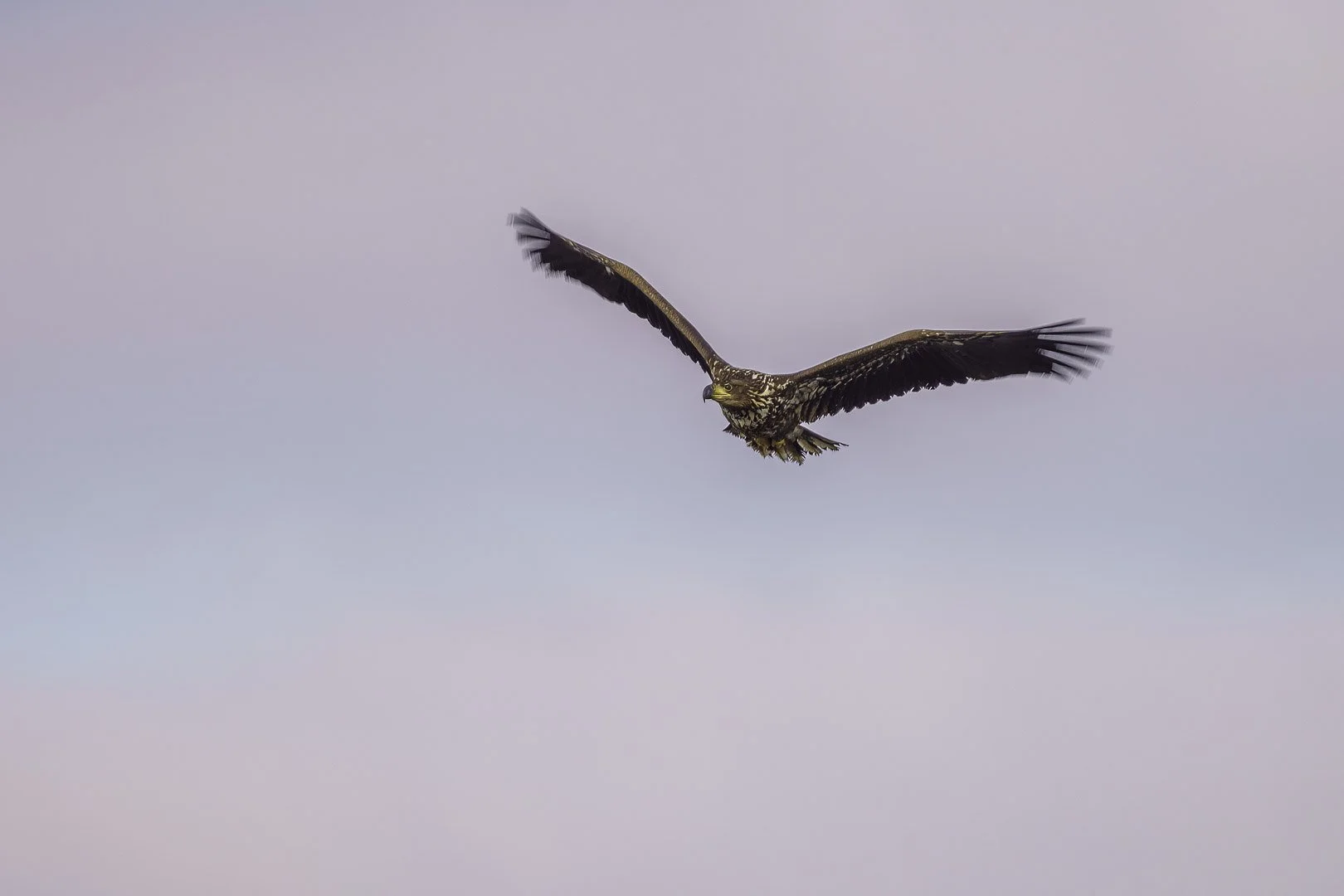 Joven pigargo europeo con plumaje juvenil vuela hacia la cámara con las alas extendidas.
