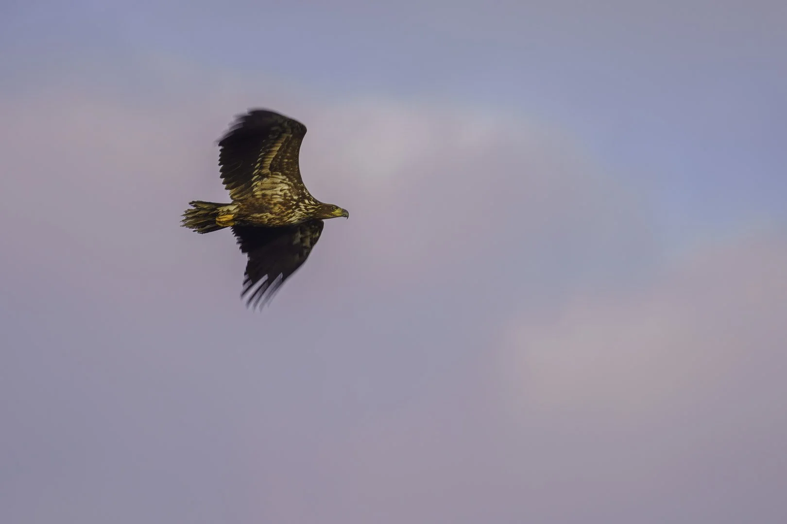Joven pigargo europeo de perfil con las alas levantadas ante un cielo vespertino.
