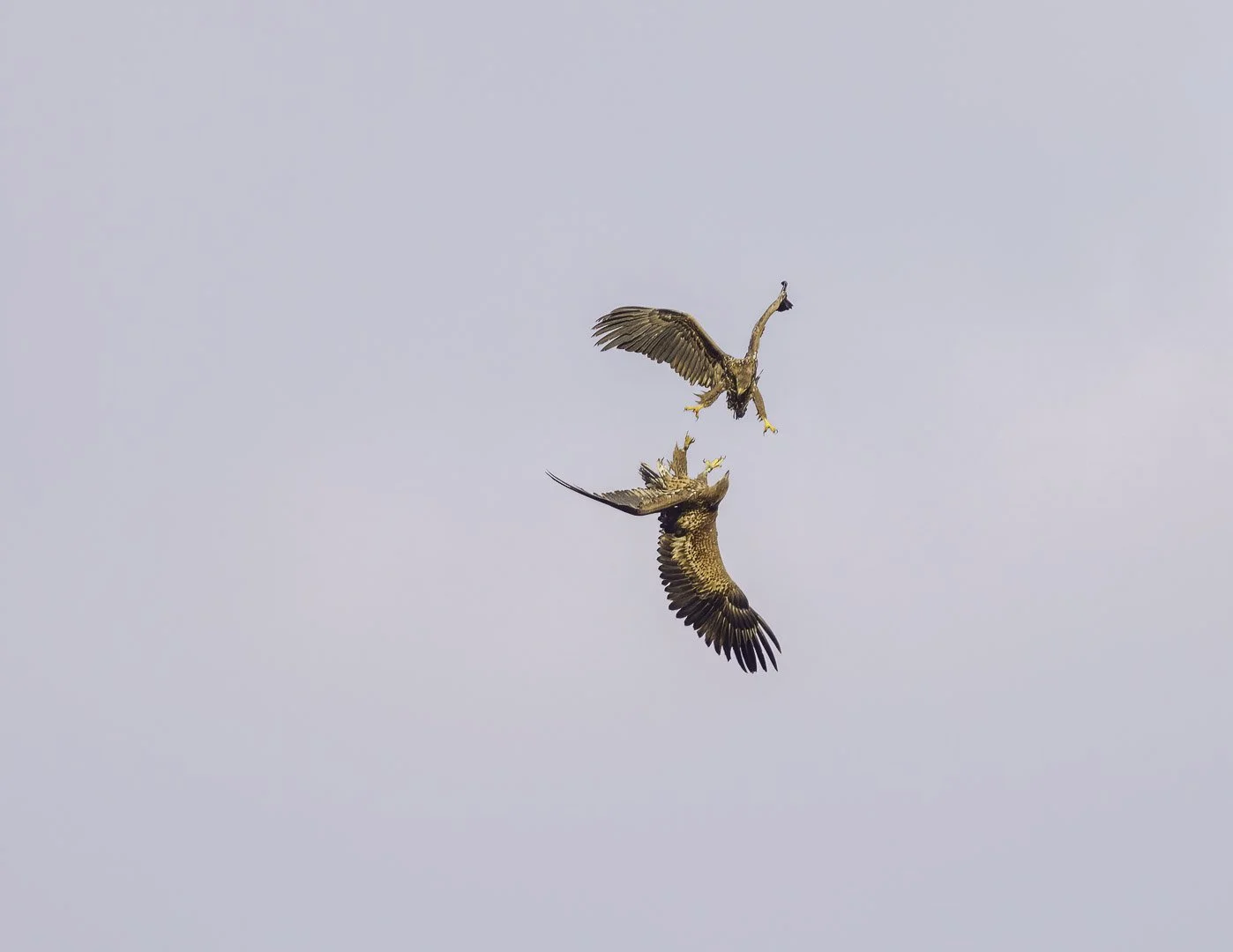 Dos jóvenes pigargos europeos se cruzan en vuelo con las garras extendidas hacia abajo.