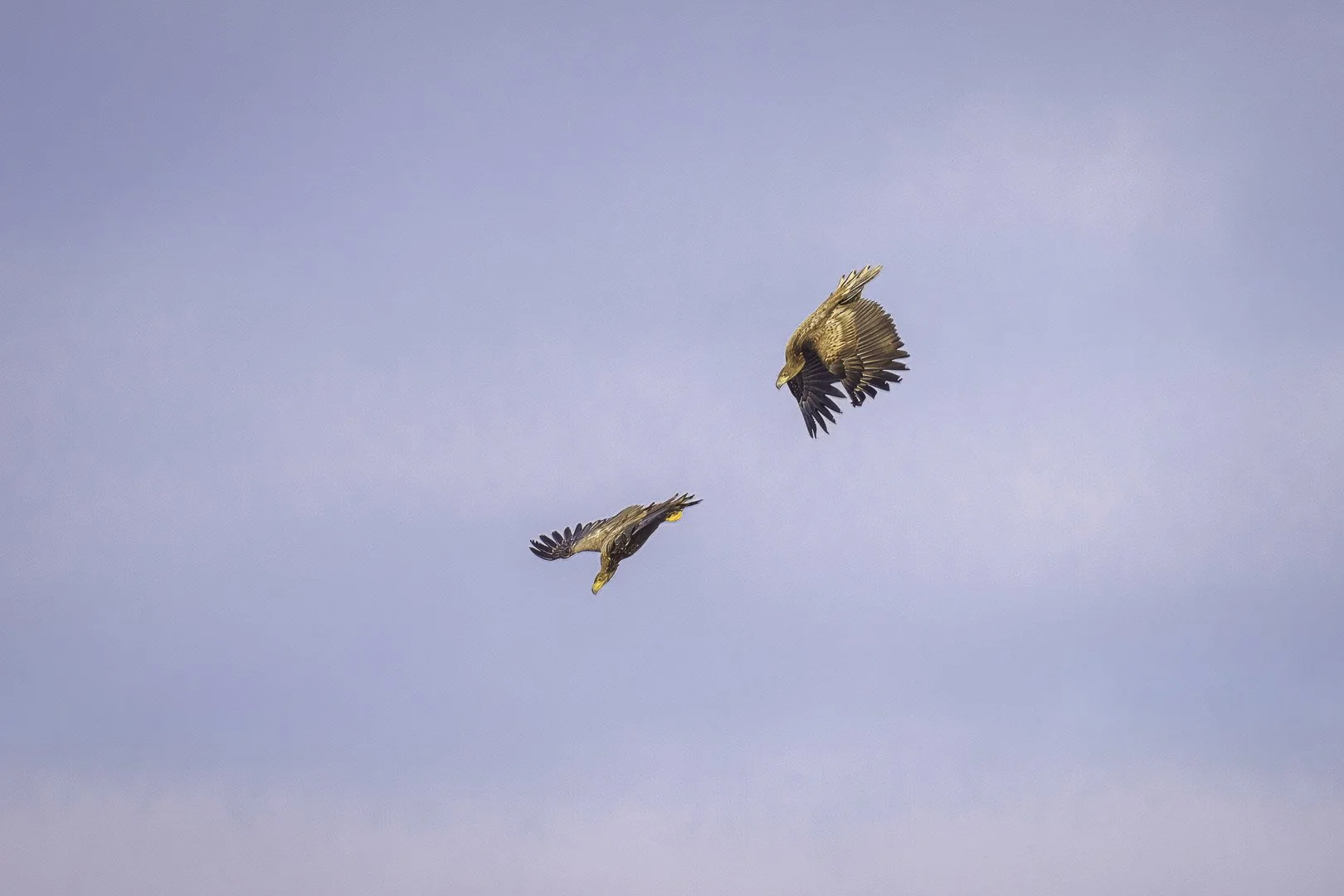 Dos jóvenes pigargos europeos se encuentran en picado contra un cielo azul.