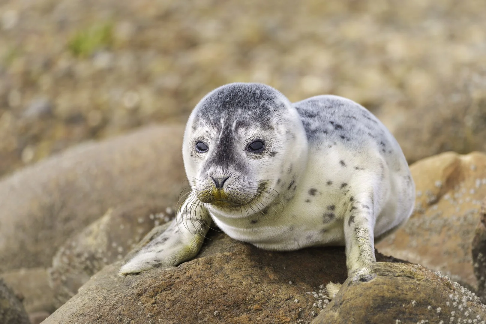 Grey seal pup in Denmark lying on the coast in a natural setting