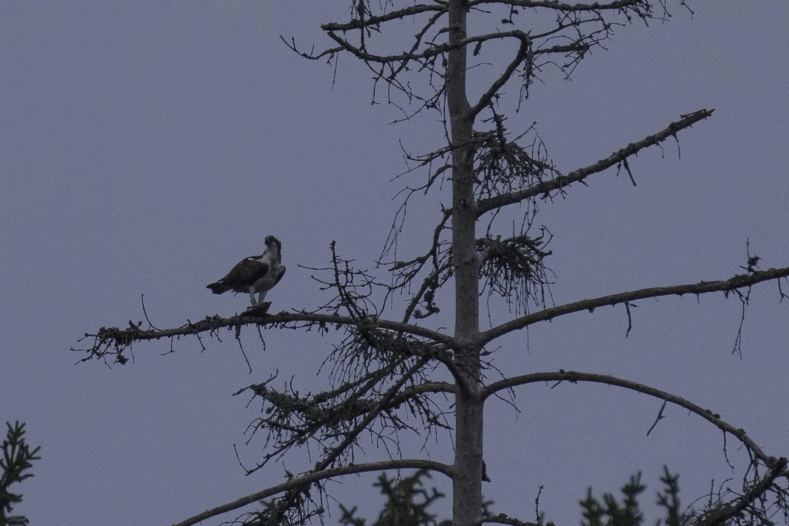 Fischadler sitzt auf totem Baumwipfel vor blaugrauem Abendhimmel.
