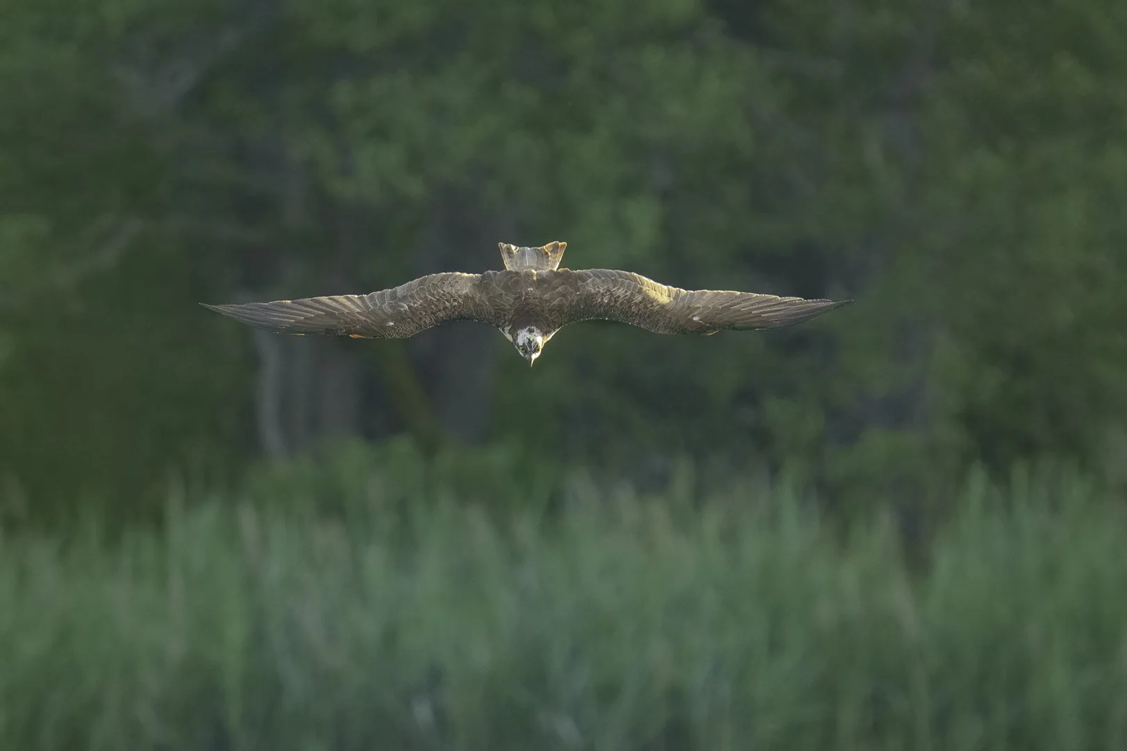 Fischadler im Gegenlichtflug über grünem Feuchtgebiet mit ausgebreiteten Schwingen.