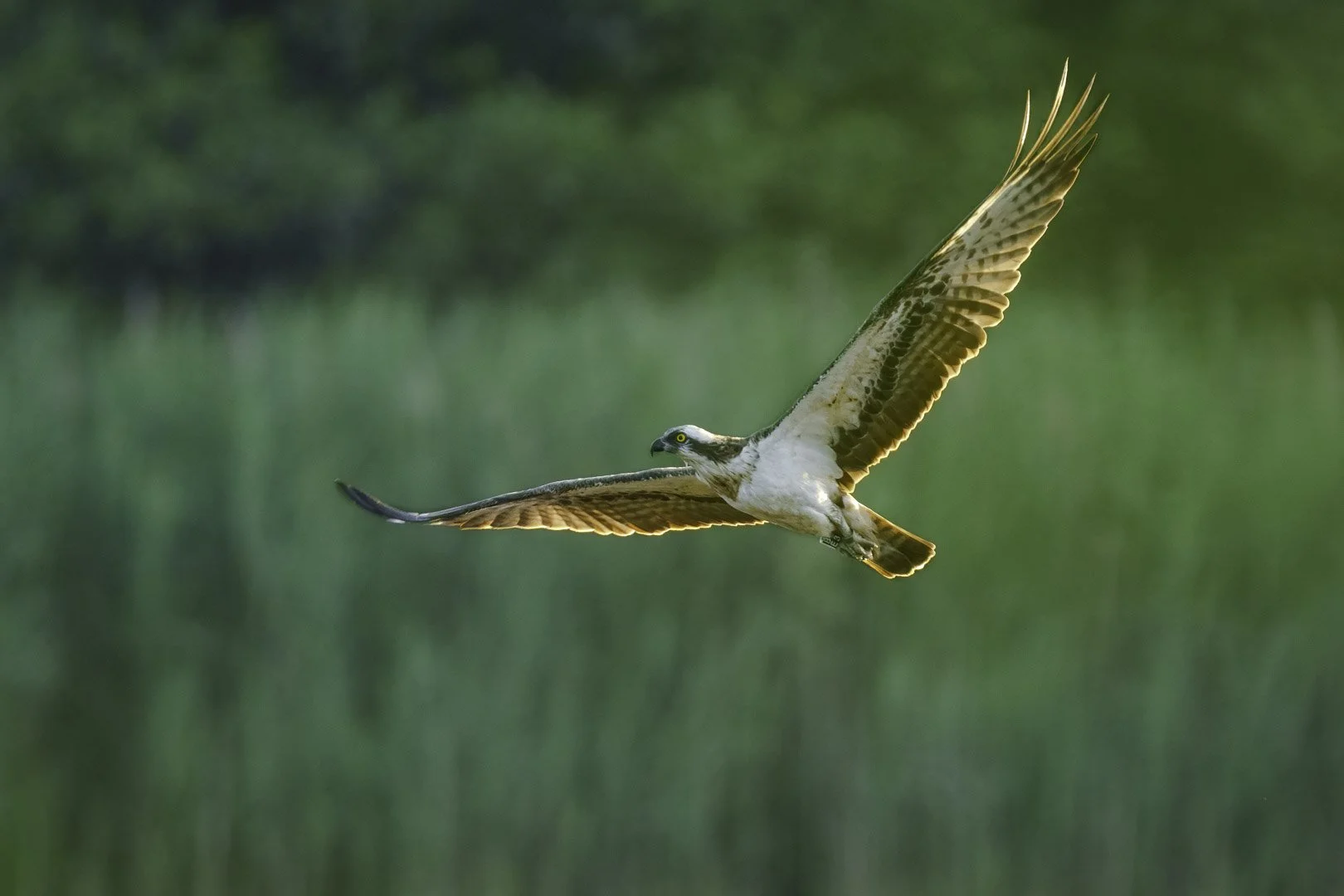 Fischadler mit Fußring im Flug, Gefieder klar erkennbar, grüner Hintergrund.