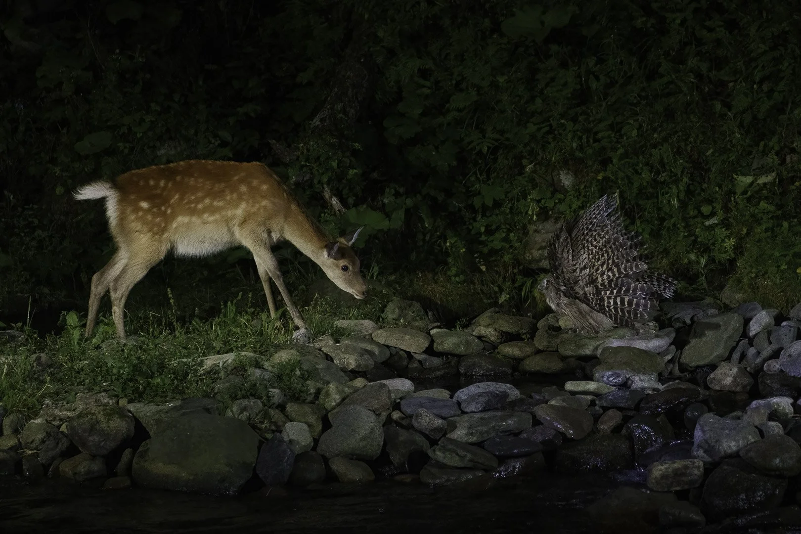 Sika deer grazing at night beside a fish owl with wings spread wide.