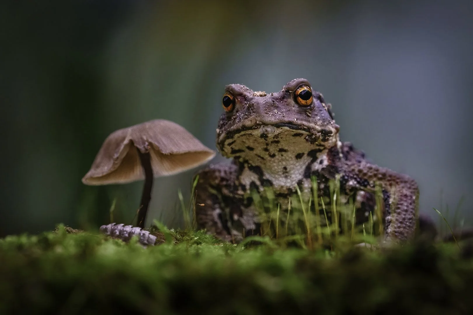Japanese common toad in Aomori on the ground with natural texture and fine details