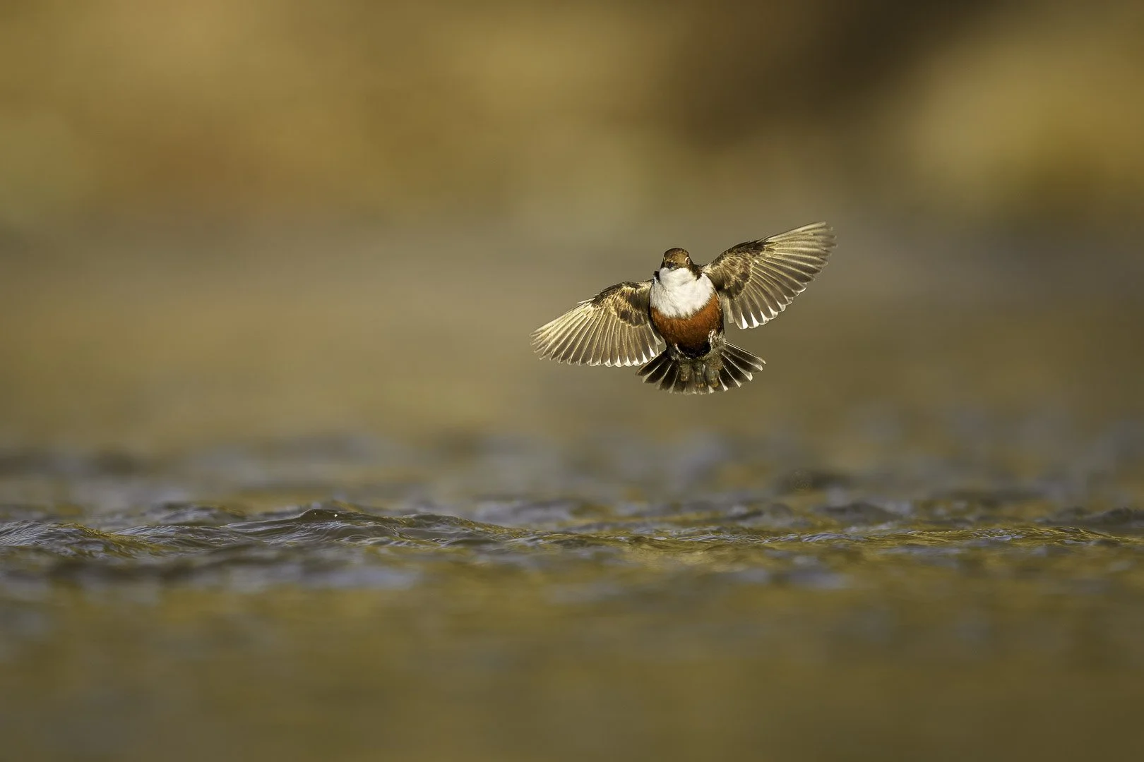 White-throated dipper in Bavaria on a mossy stone at a natural body of water