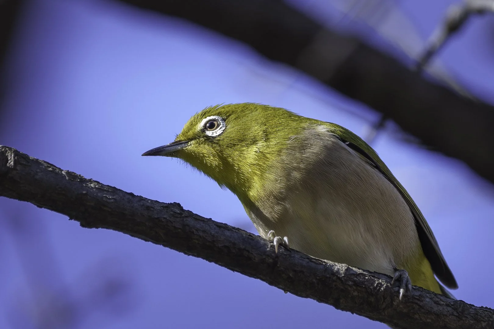 Warbling white-eye among bare branches, looking downward with blue sky behind.