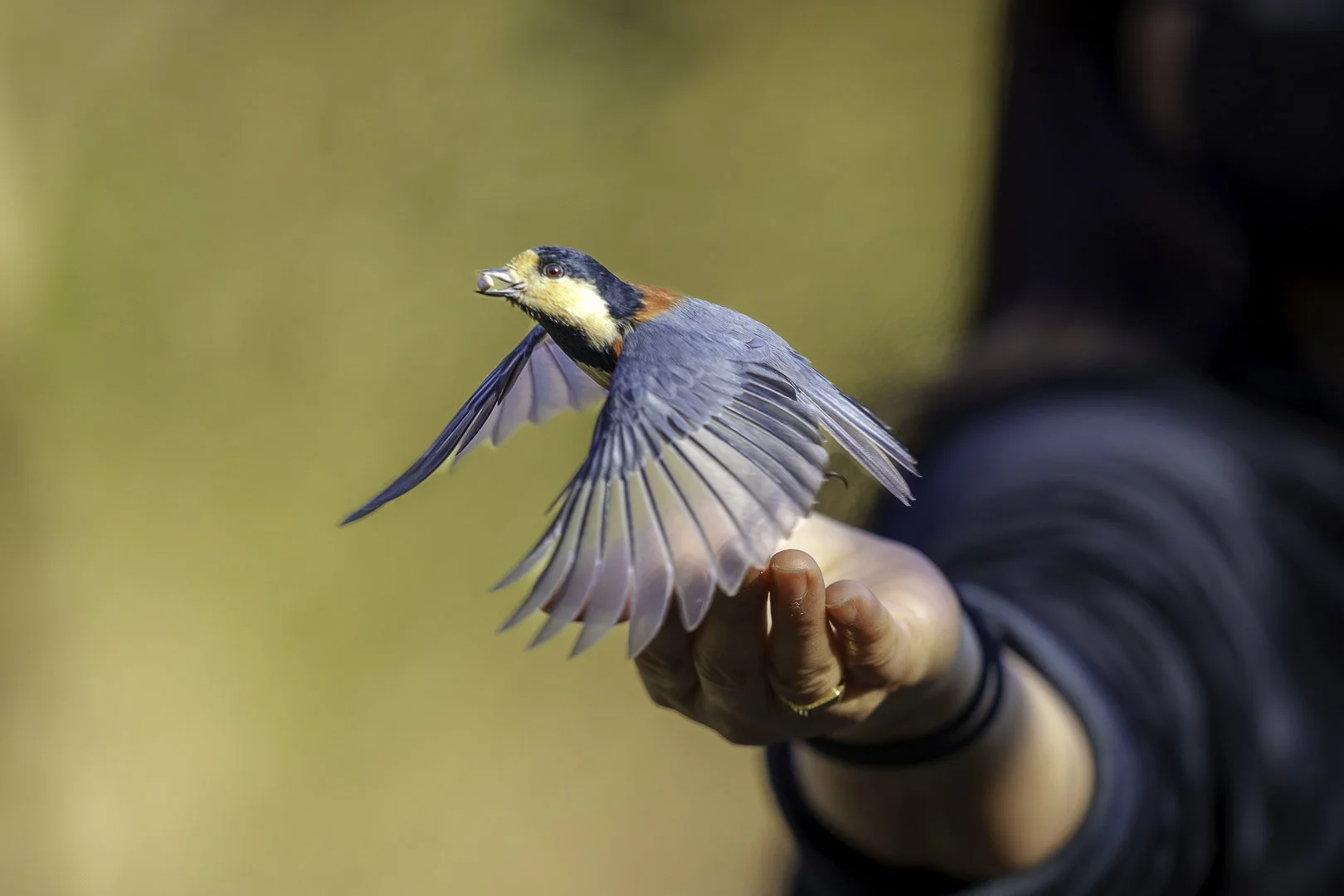 Varied tit taking flight from an open hand, wings fully spread.