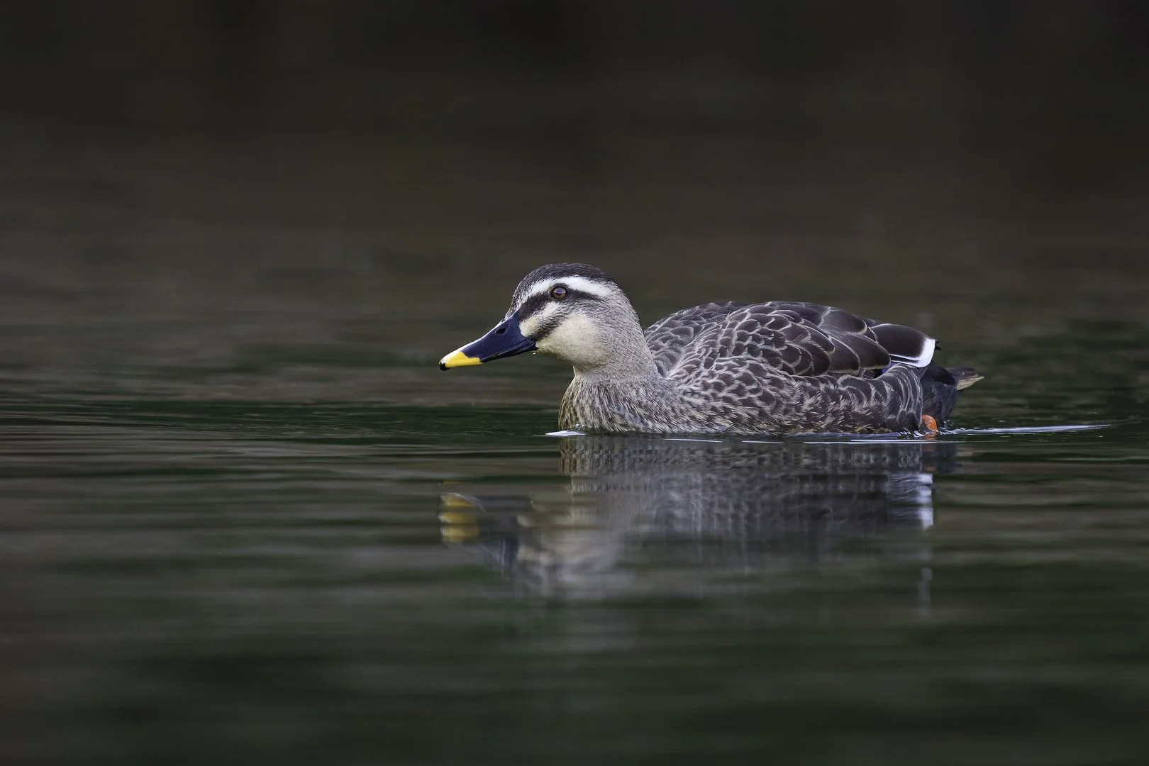 Chinese spot-billed duck (Anas zonorhyncha)