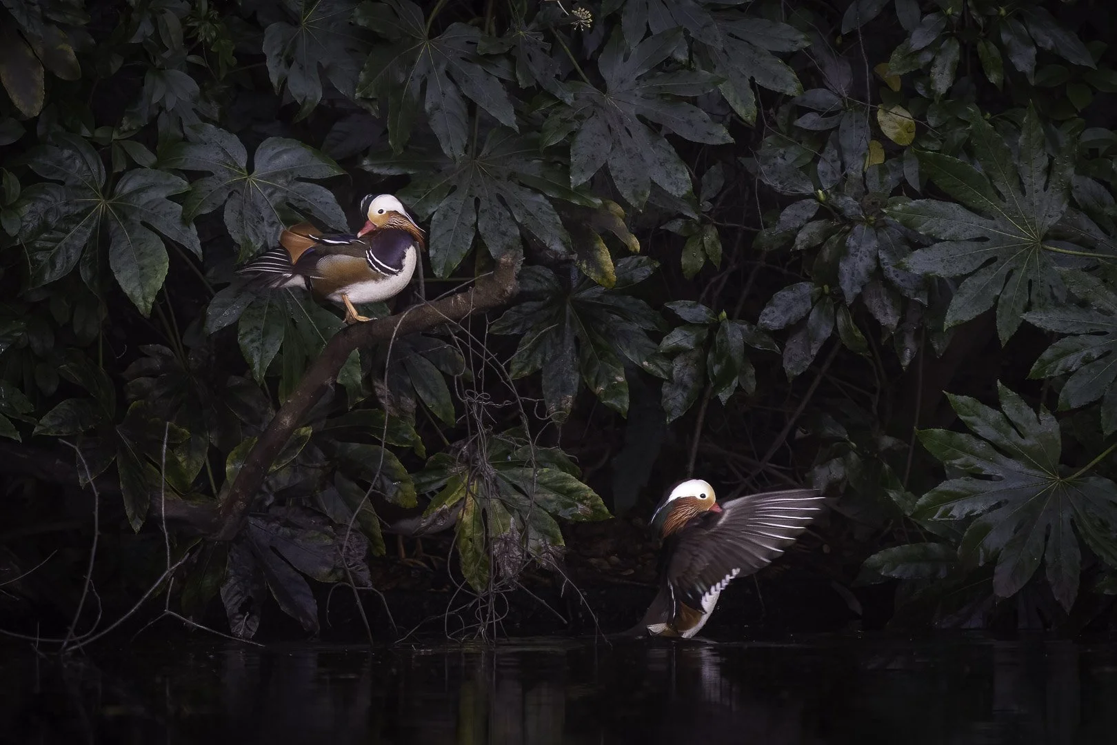 Two male mandarin ducks by a dark shoreline, one perched, one landing on water.