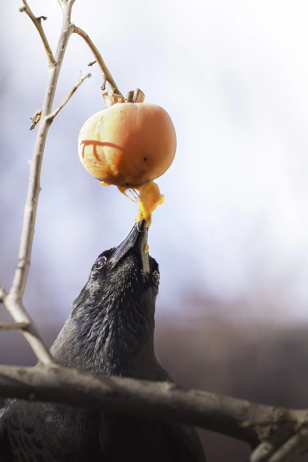 Large-billed crow pecking at a hanging persimmon fruit on a bare branch.
