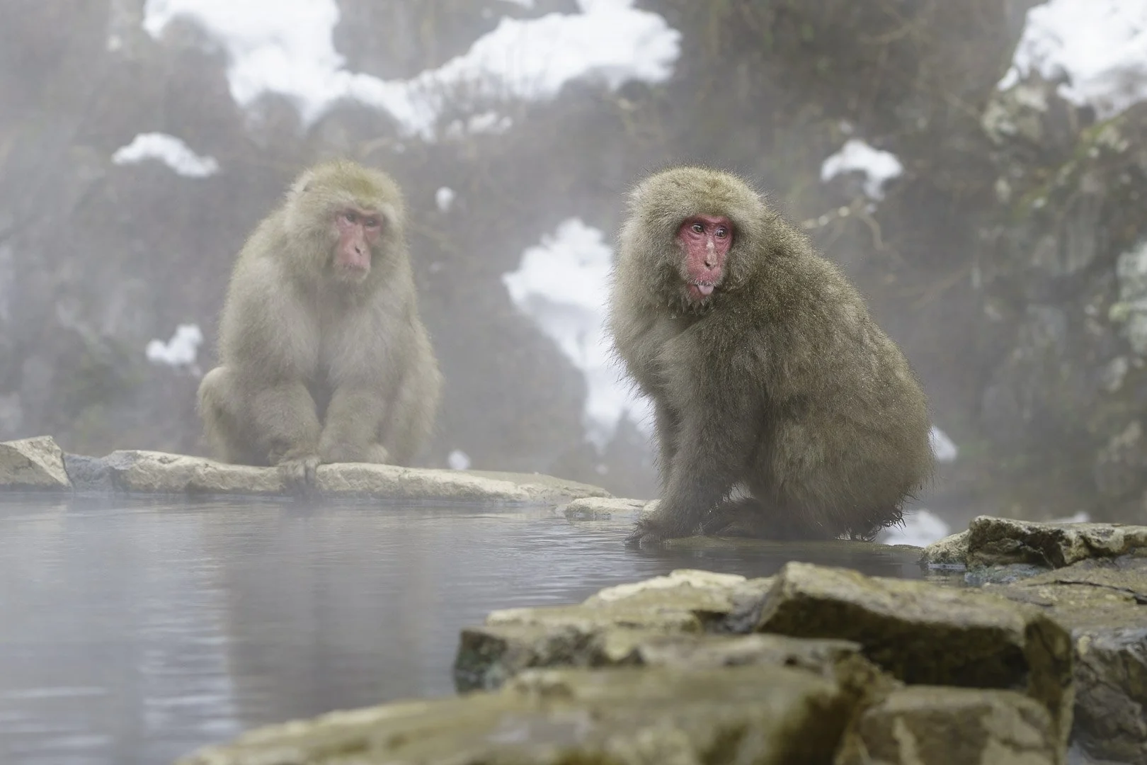 Two Japanese macaques sit at a steaming hot spring surrounded by snow.