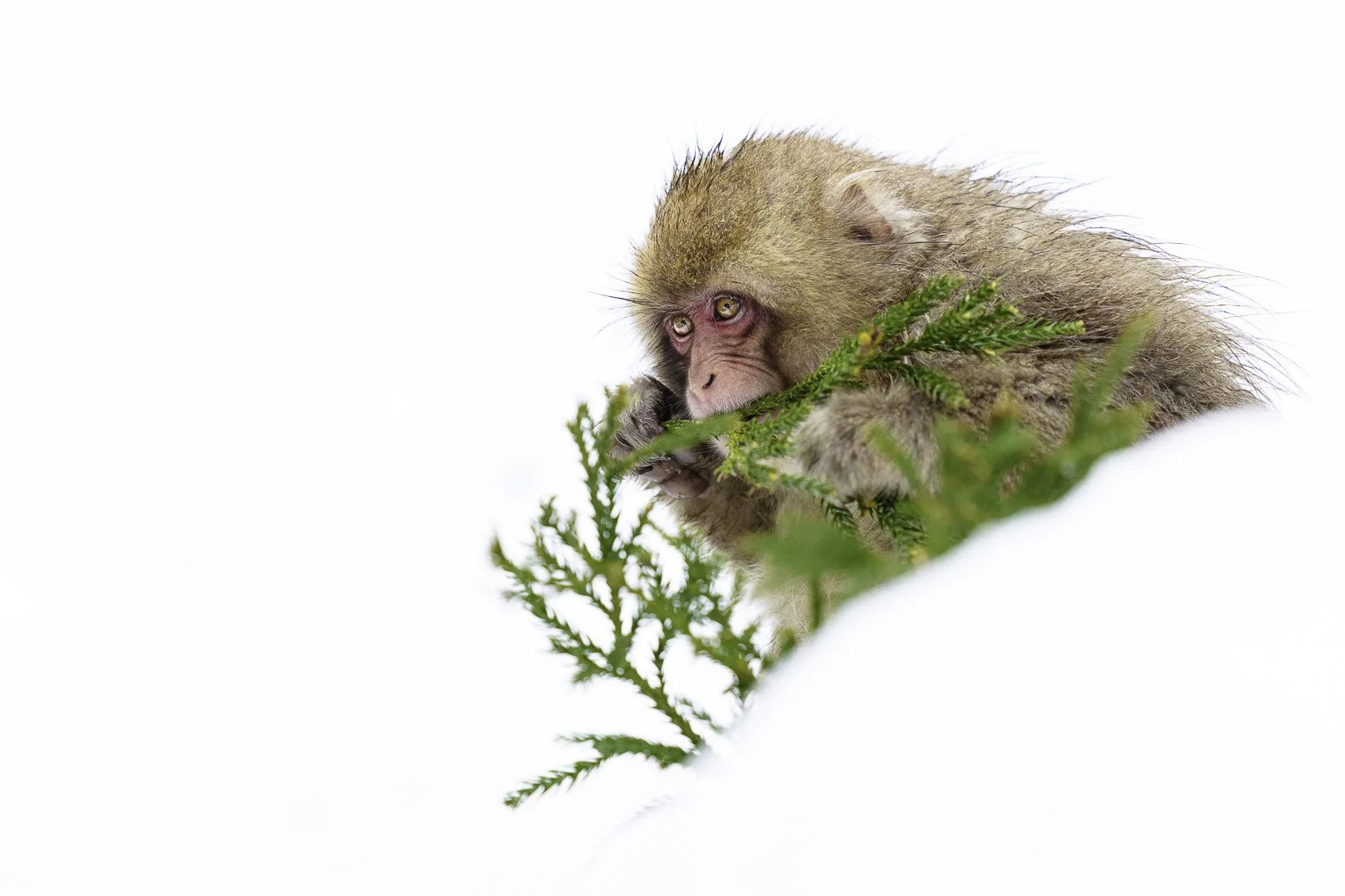 Young Japanese macaque peeking out from behind a cedar branch in the snow.