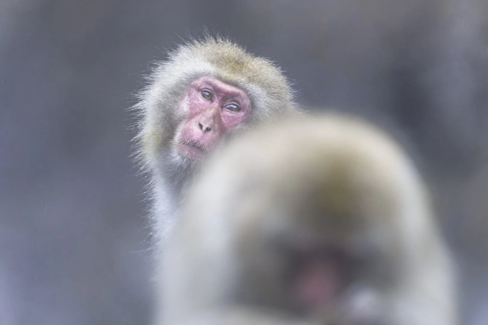 Japanese macaque gazing past the blurred head of another monkey in the snow.