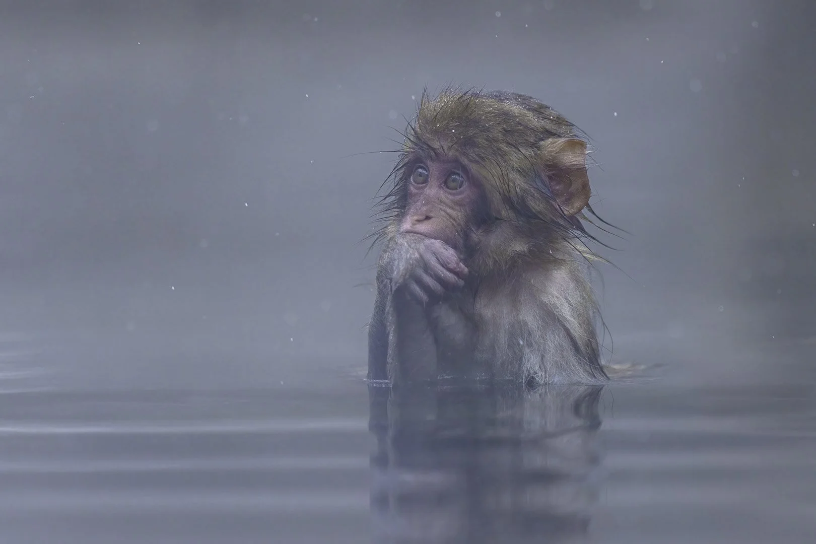 Young Japanese macaque sits neck-deep in water with hands folded as snow falls.