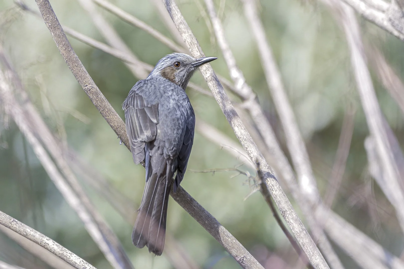 Brown-eared Bulbul seen from behind on a diagonal branch.