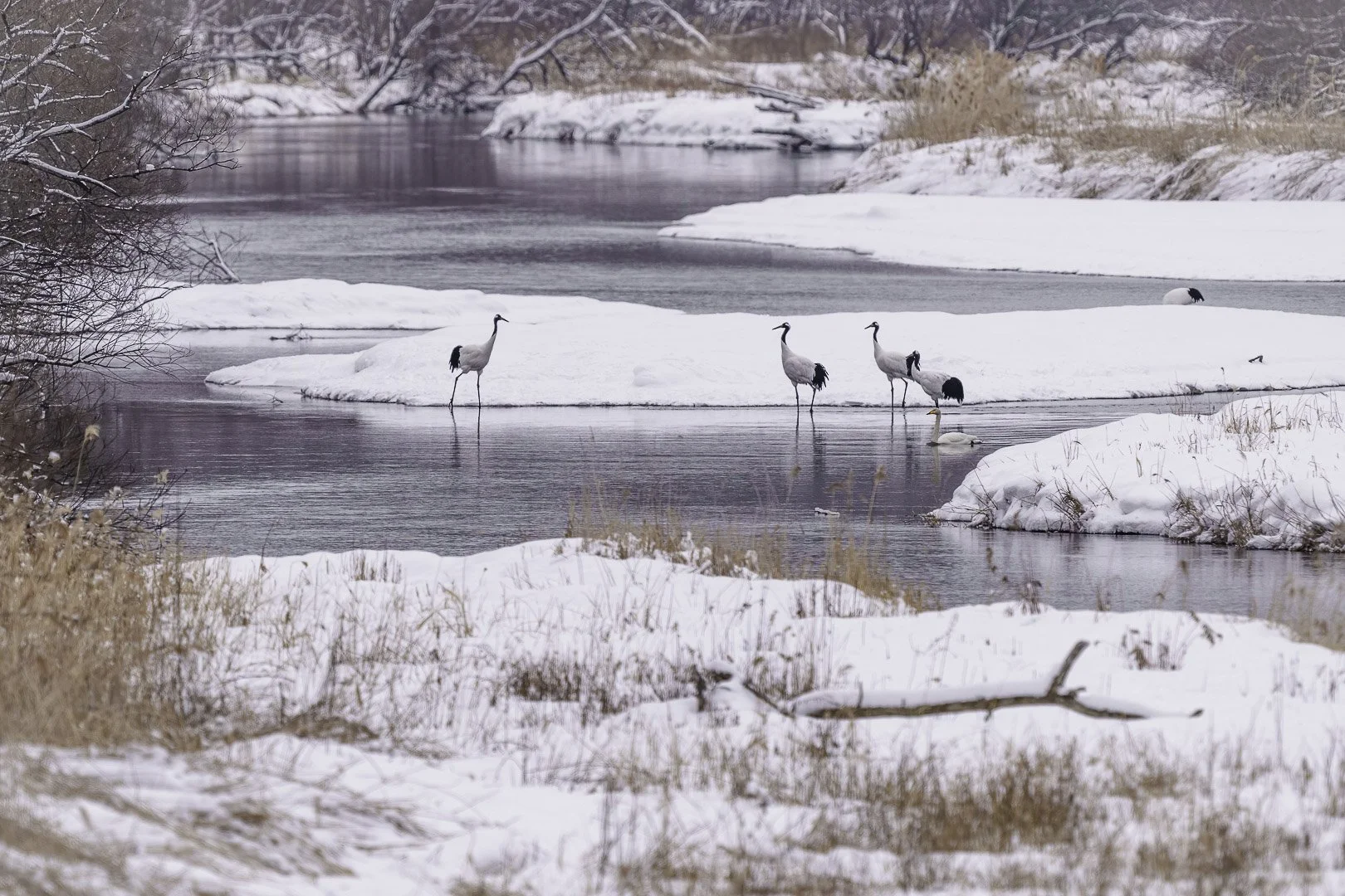 Quatre grues du Japon pataugeant dans une boucle enneigée de la rivière, un cygne à l’arrière-plan.