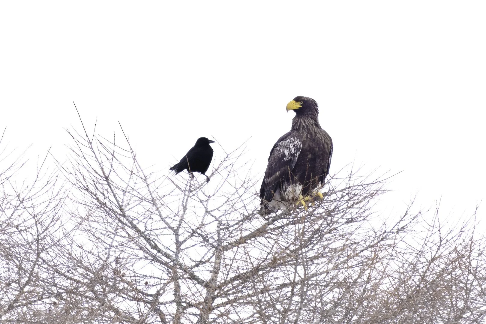 Pygargue de Steller au bec jaune posé à côté d’une petite corneille dans un arbre nu.