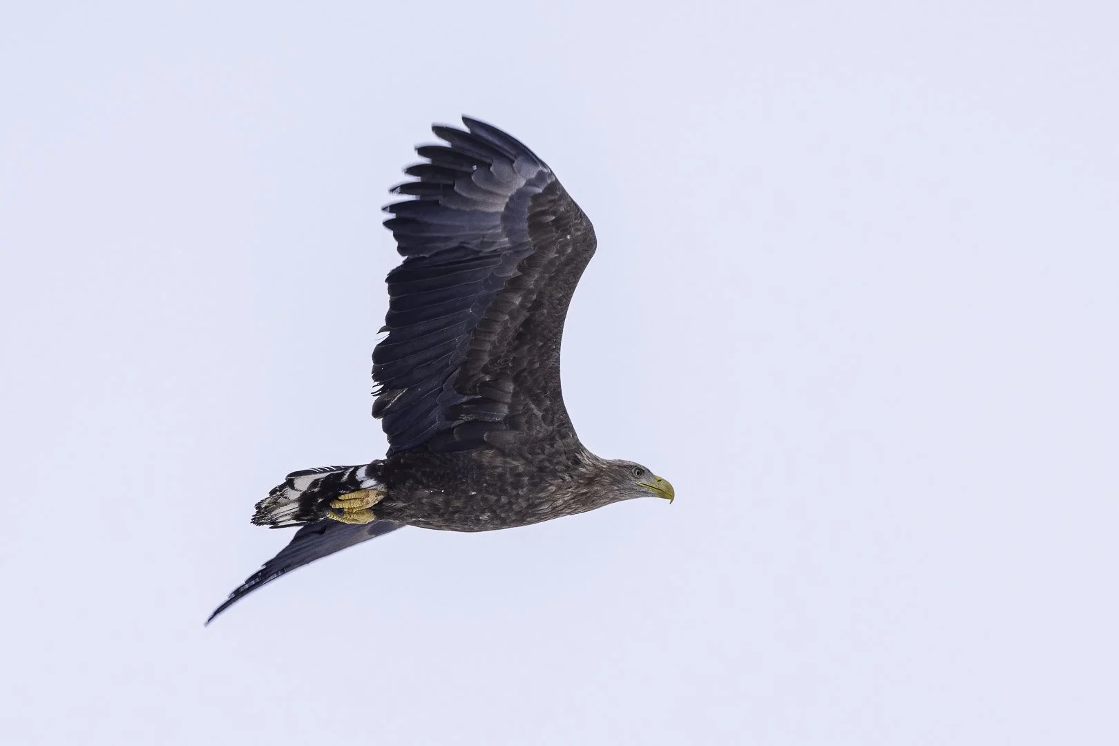 Jeune pygargue de Steller au bec jaune planant devant un ciel gris.