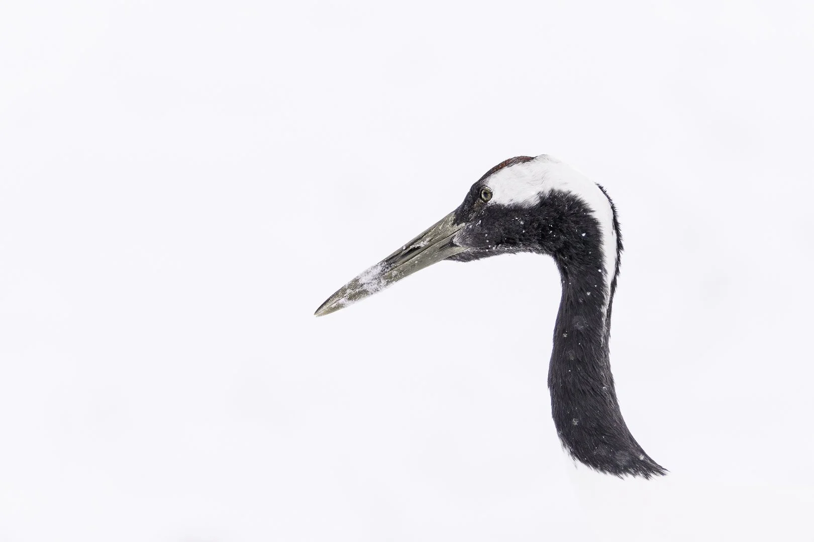Tête d’une grue du Japon sous une neige dense, vue de profil.
