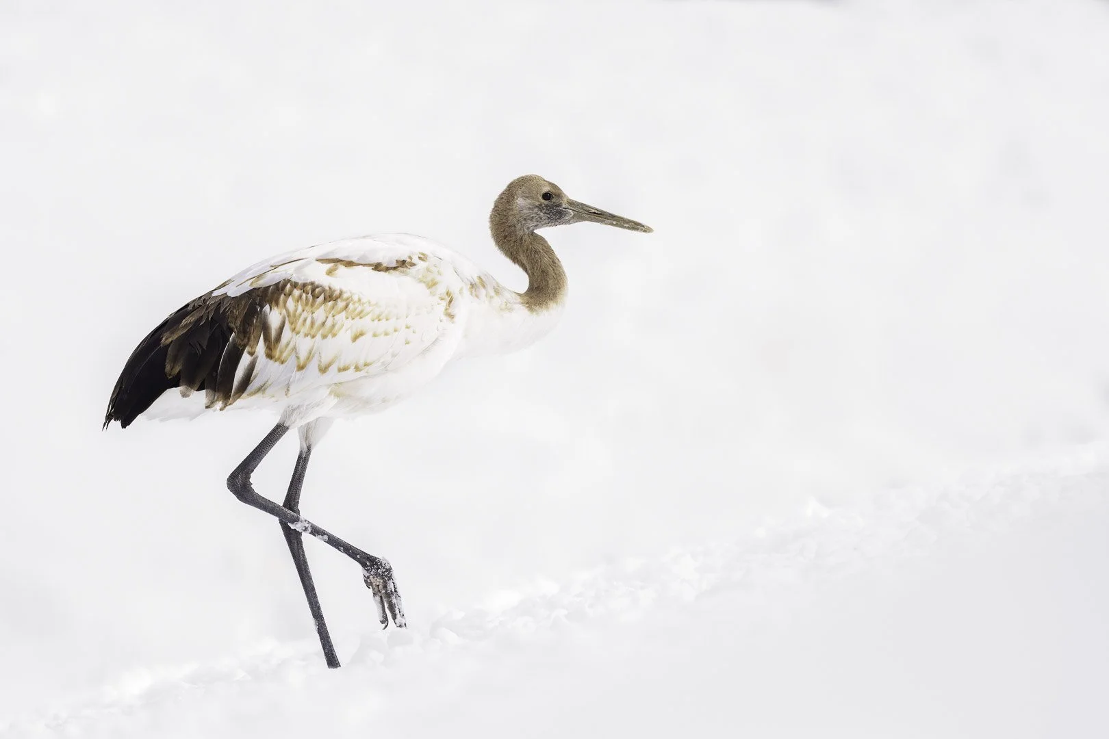 Jeune grue du Japon à la tête gris-brun avançant dans la neige.