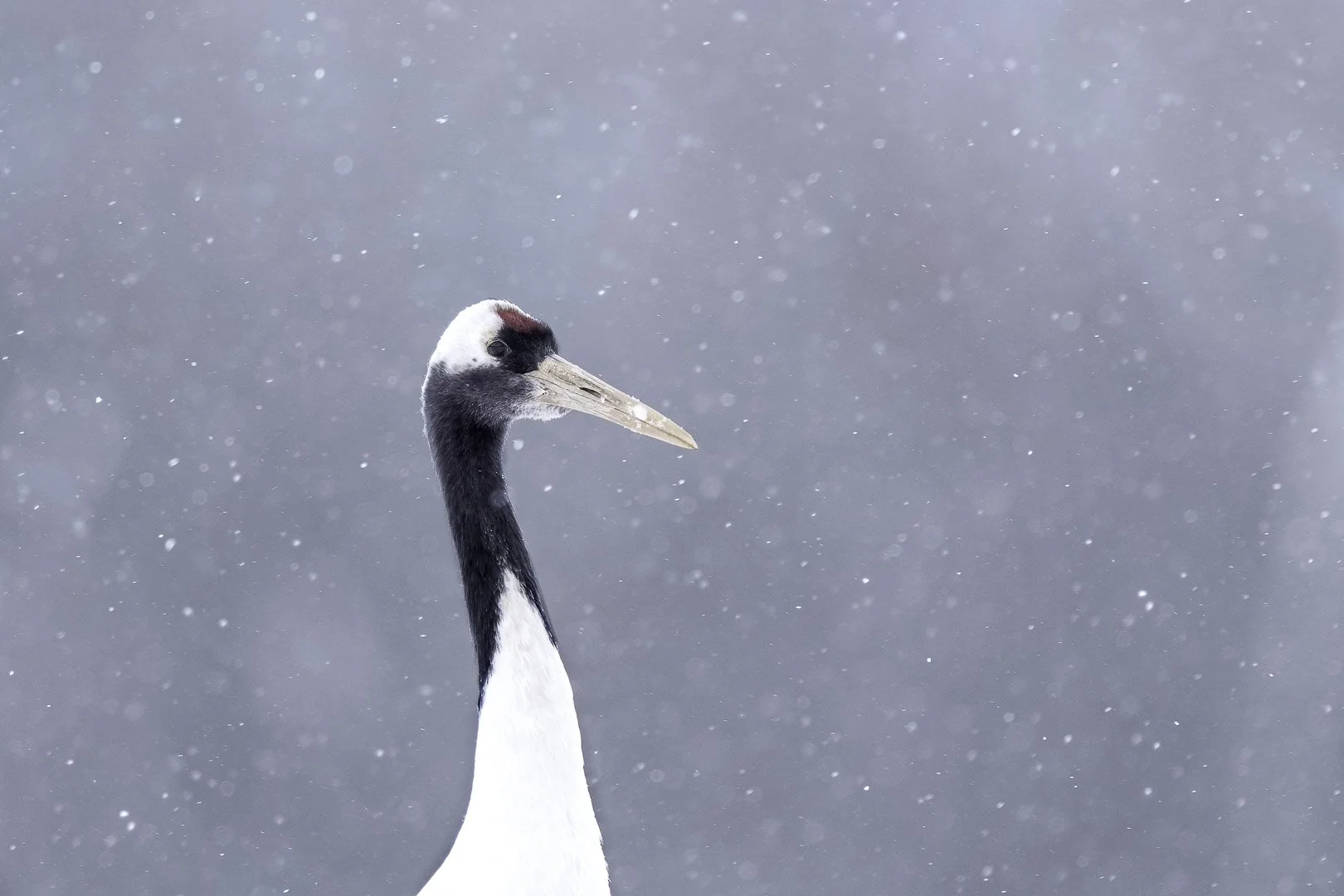 Profil de tête d’une grue du Japon à la calotte rouge, sous la neige.