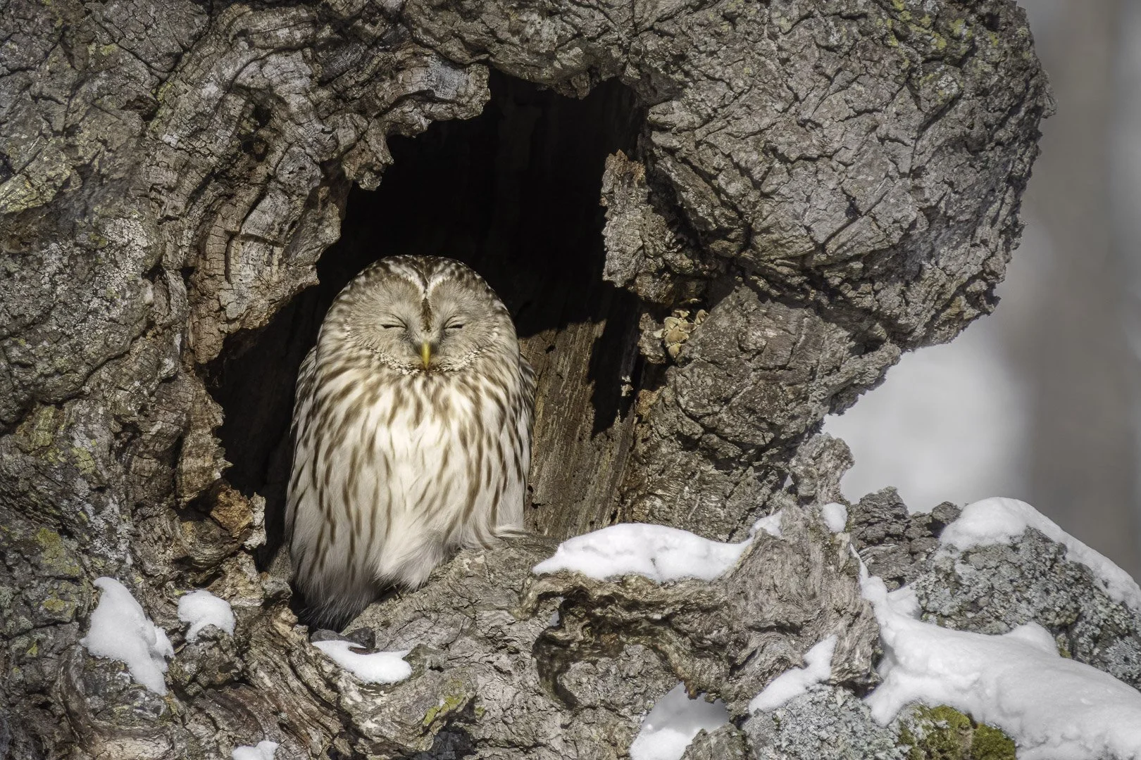 Chouette de l’Oural, les yeux fermés, au repos dans une cavité d’arbre avec des restes de neige.