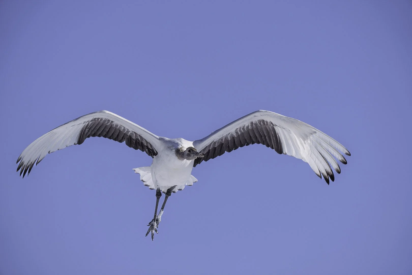Grue du Japon en vol, ailes relevées, devant un ciel bleu.