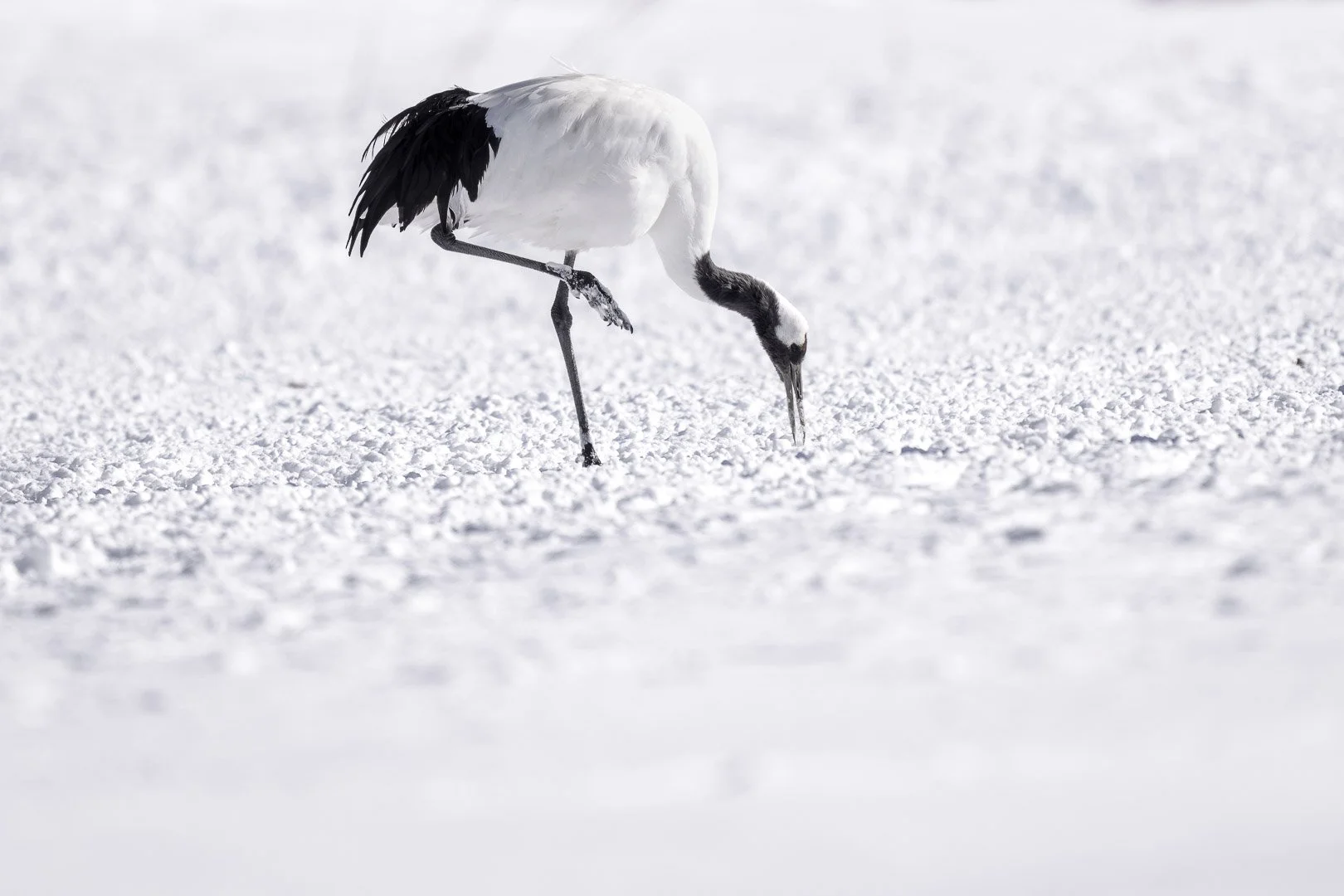 Grue du Japon cherchant sa nourriture tête baissée dans la neige.
