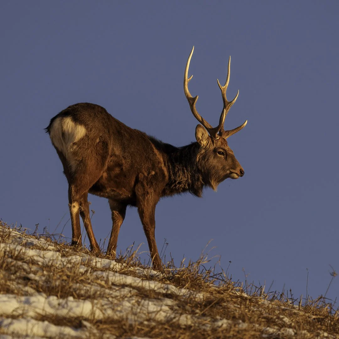 Cerf sika mâle, bois éclairés, sur une pente herbeuse, dans un cadrage carré.