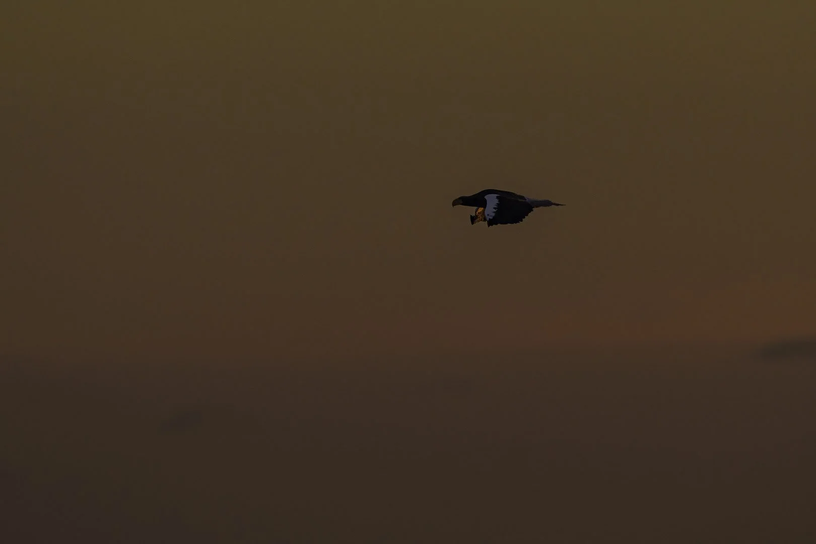 Pygargue de Steller volant avec une proie dans les serres devant un ciel du soir chaleureux.