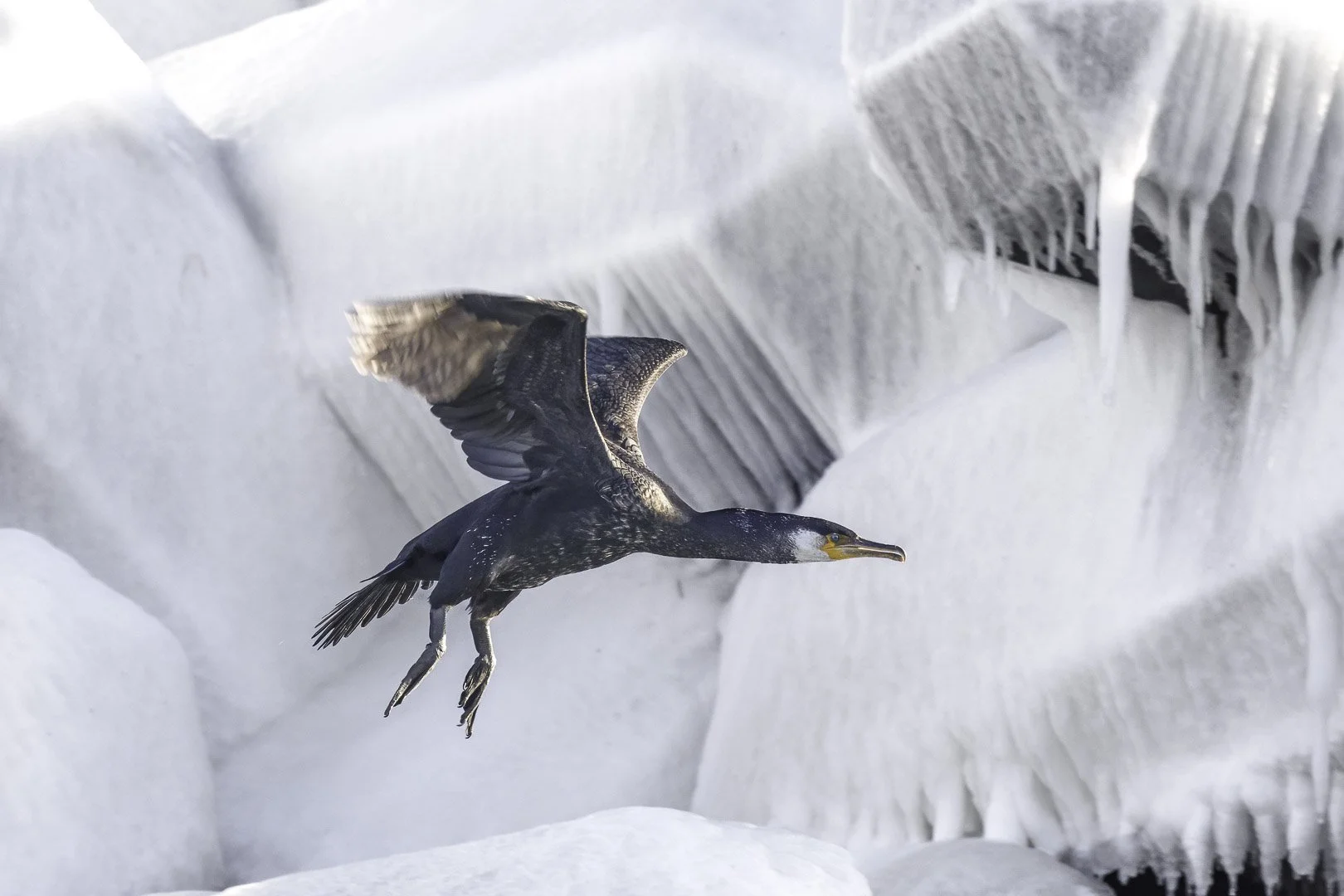 Cormoran de Temminck en vol devant une paroi rocheuse couverte de grosses stalactites de glace.