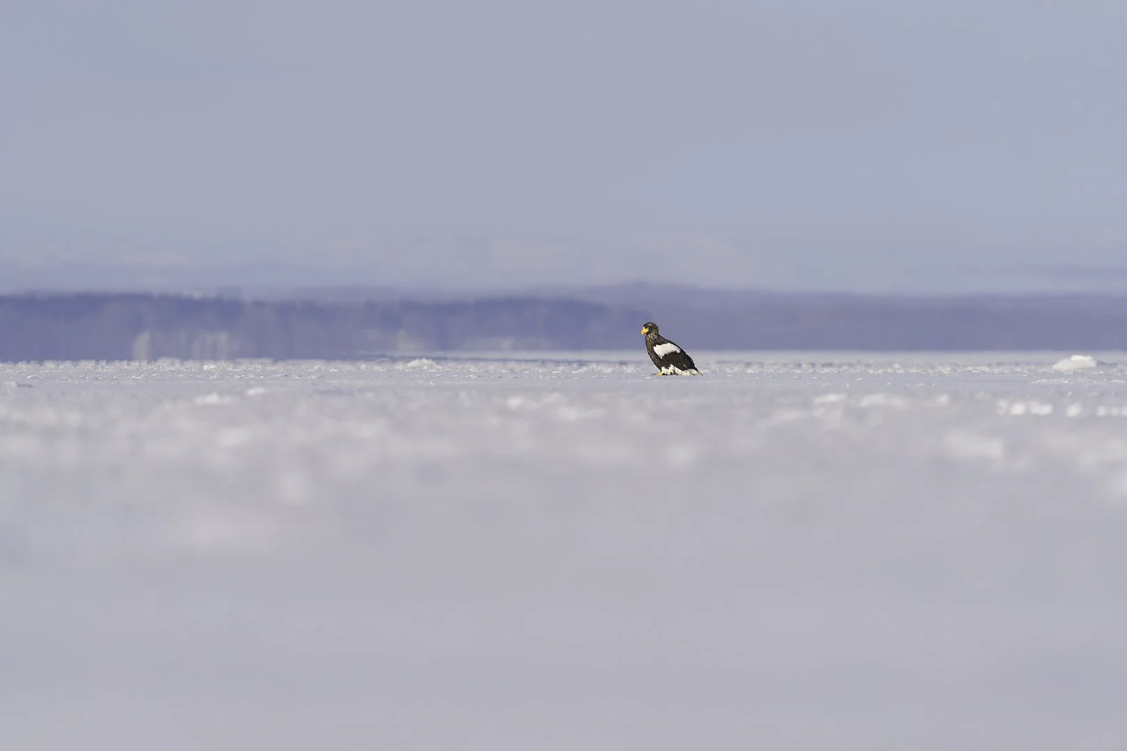 Steller's sea eagle standing alone on a vast sheet of sea ice, yellow bill visible from afar.