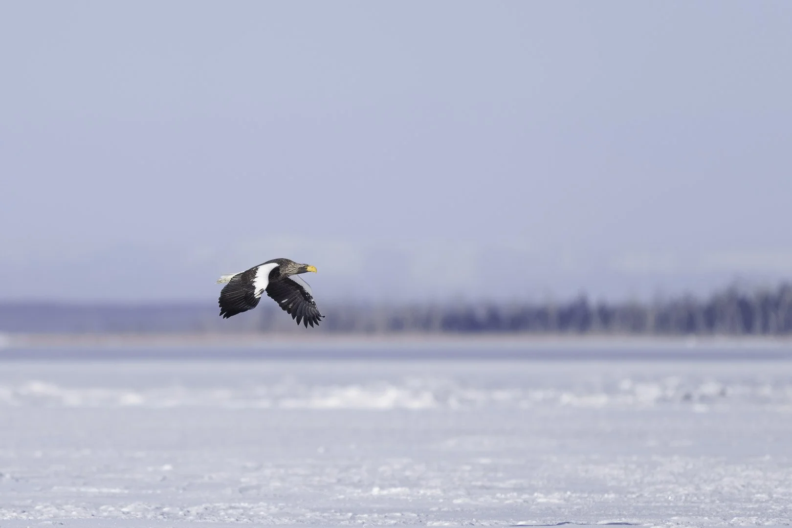Pygargue de Steller en vol rasant au-dessus de la glace de mer, plumage noir et blanc et bec jaune massif bien visibles.