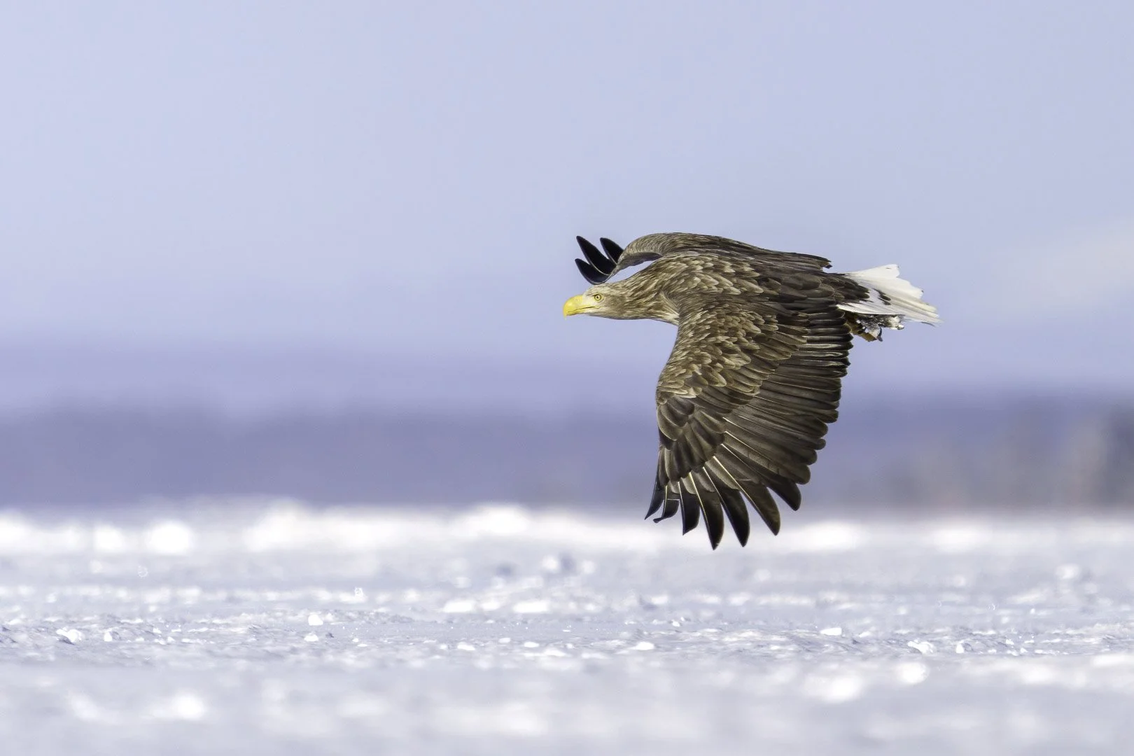 Pygargue à queue blanche en vol au-dessus de la neige, plumage brun, bec jaune, forêt sombre en arrière-plan.