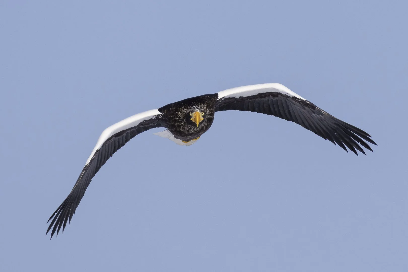 Pygargue de Steller volant de face, ailes arquées, droit vers l’objectif, bec jaune dominant.