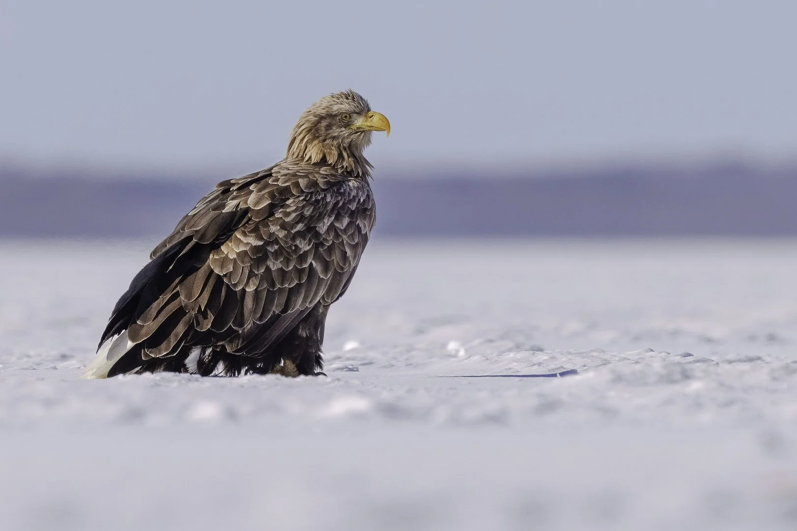 Pygargue à queue blanche debout sur la glace, plumage de la tête ébouriffé par le vent, bec jaune bien visible.