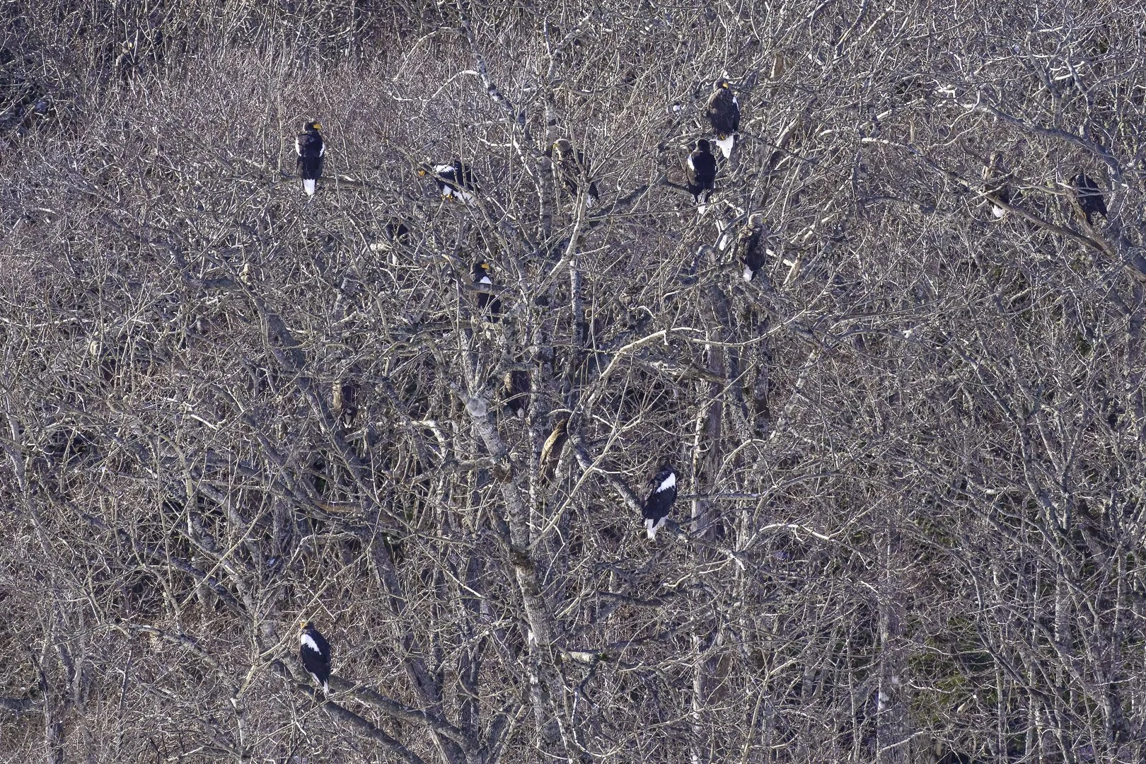 De nombreux pygargues de Steller répartis dans les branches nues d’un arbre.