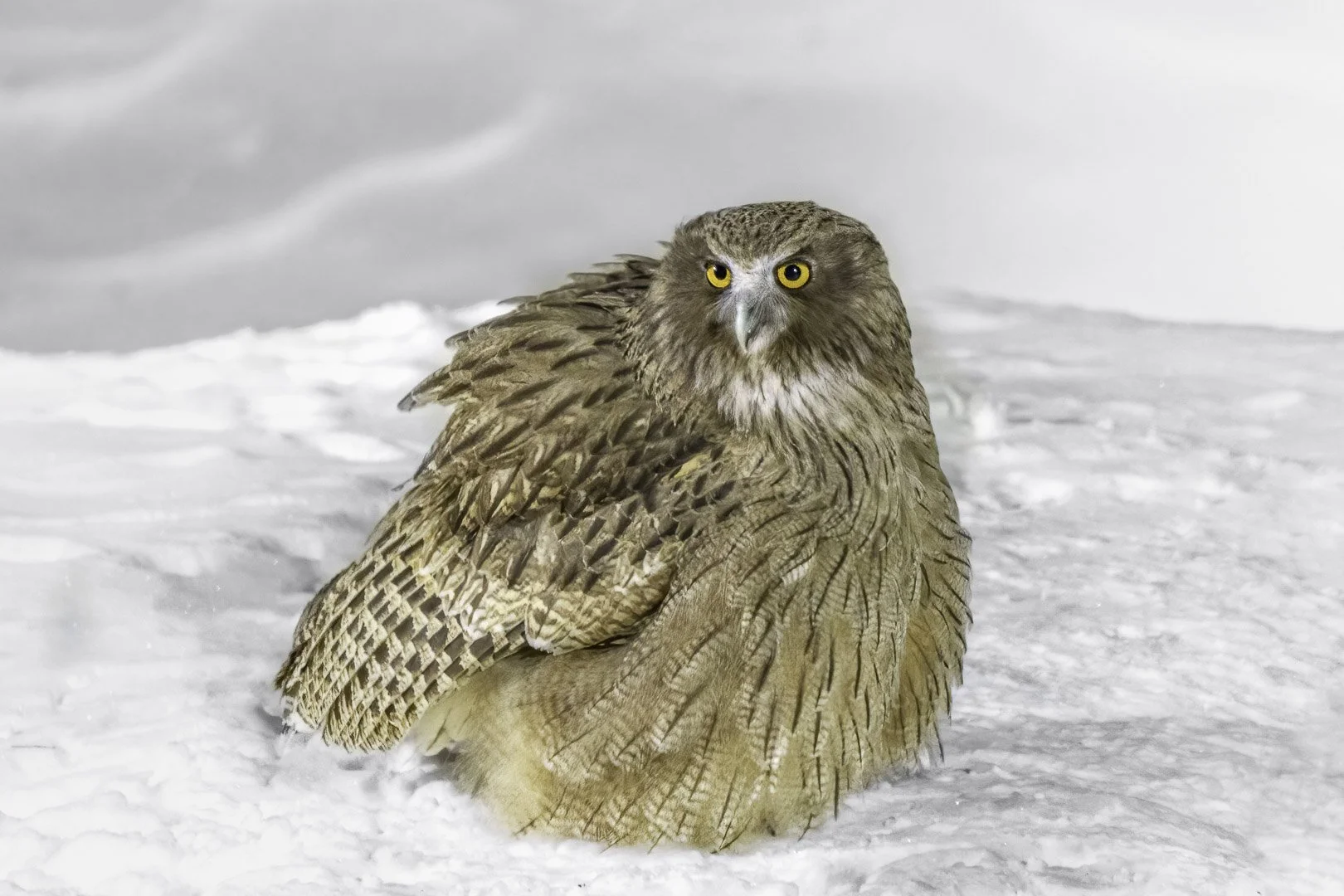 Grand-duc de Blakiston aux plumes gonflées posé dans la neige, les yeux jaunes tournés vers l’objectif.