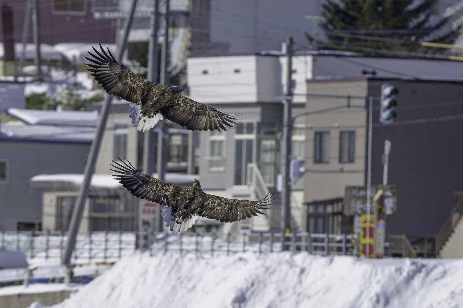 Deux jeunes pygargues à queue blanche au plumage de transition tacheté volant au-dessus d’une petite ville enneigée.