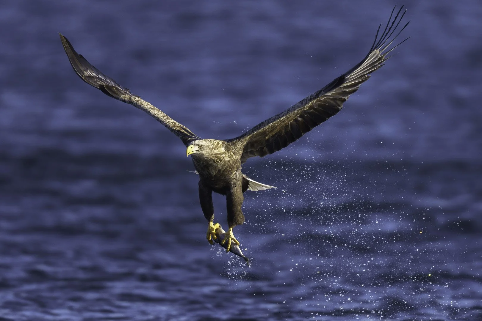 White-tailed Eagle (Haliaeetus albicilla)