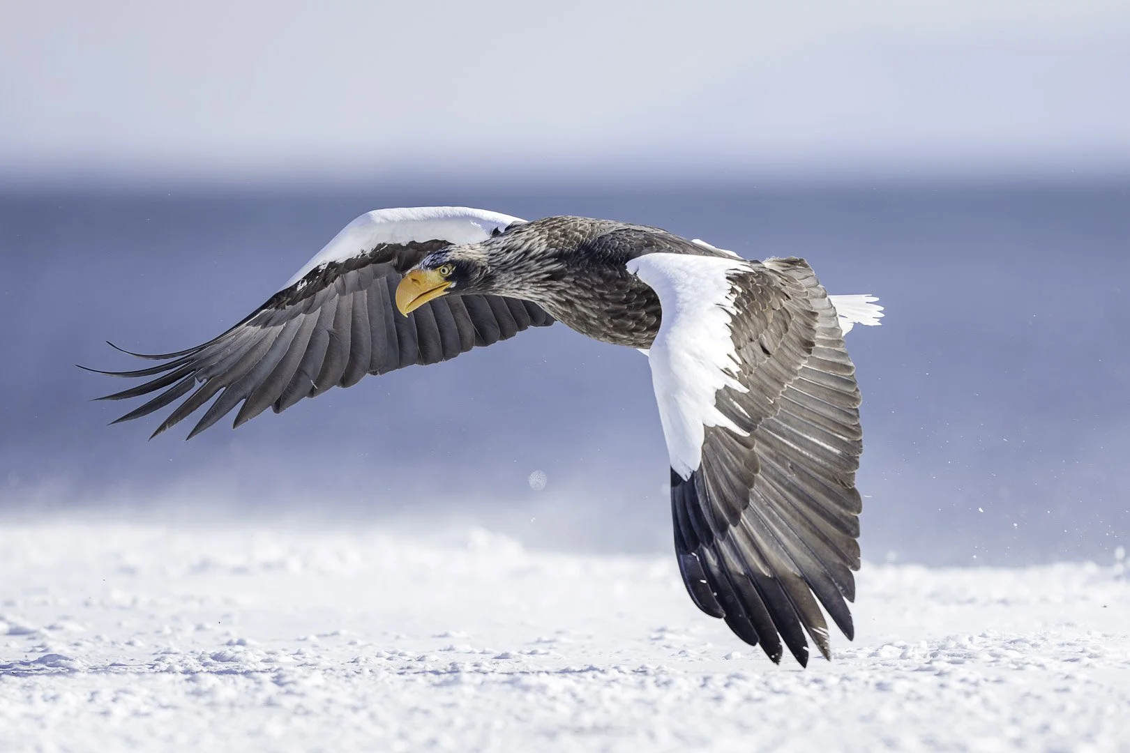 Pygargue de Steller volant bas au-dessus de la neige sur la côte, la mer en arrière-plan, de la neige dans le plumage.