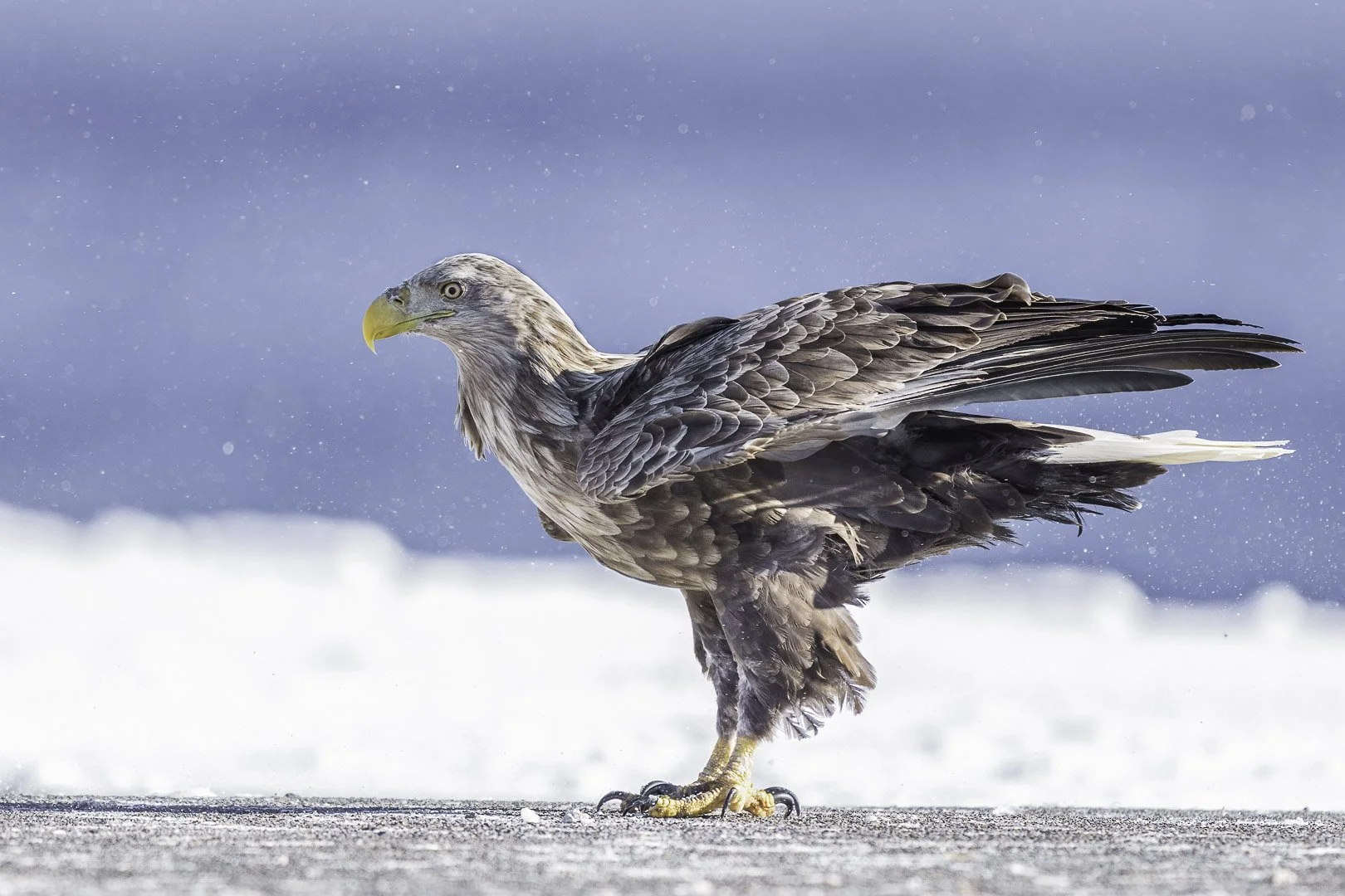 Pygargue à queue blanche debout sous la neige, ailes légèrement relevées, bec jaune bien visible.