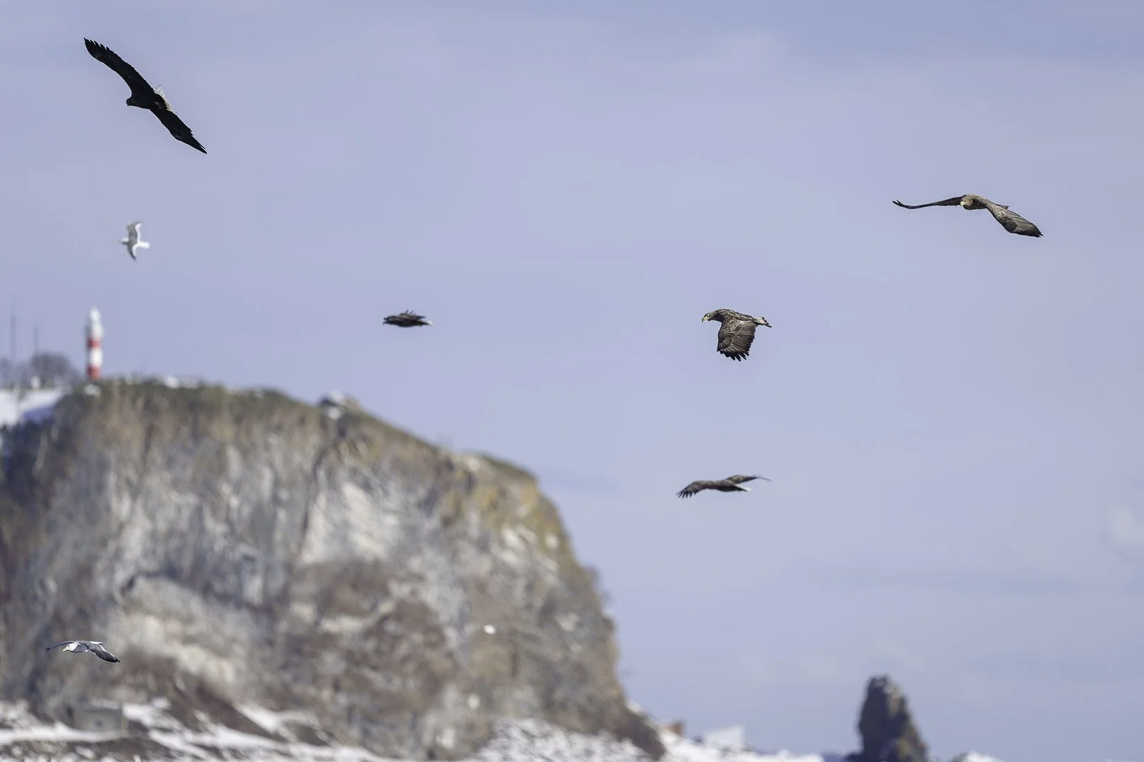 Plusieurs pygargues à queue blanche et mouettes tournant au-dessus d’une côte escarpée enneigée avec un phare.