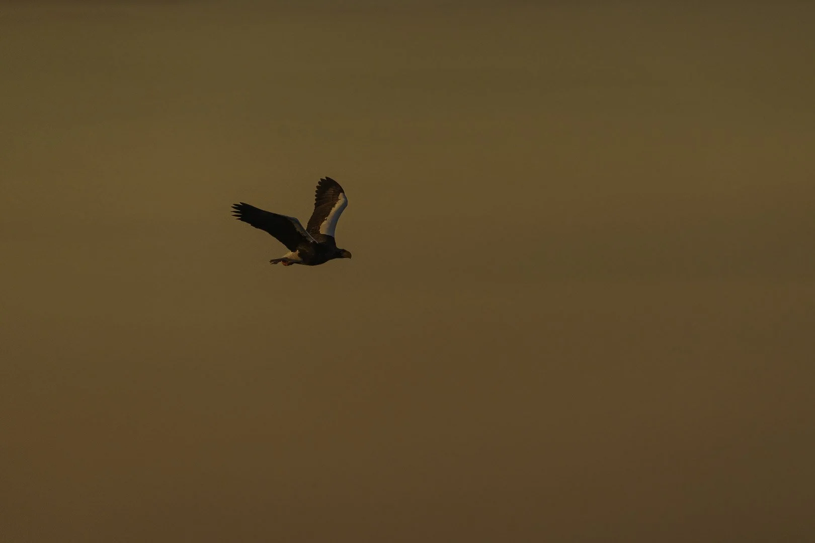 Silhouette d’un pygargue à queue blanche, un poisson dans les serres, sur fond de ciel brun doré.