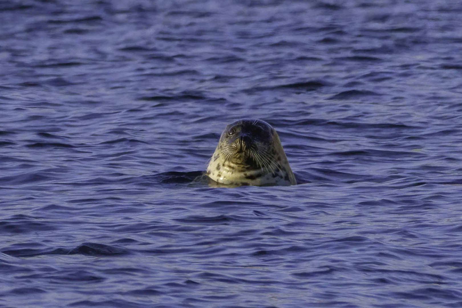 Phoque sortant la tête d’une eau bleue et calme, vibrisses et pelage tacheté bien visibles