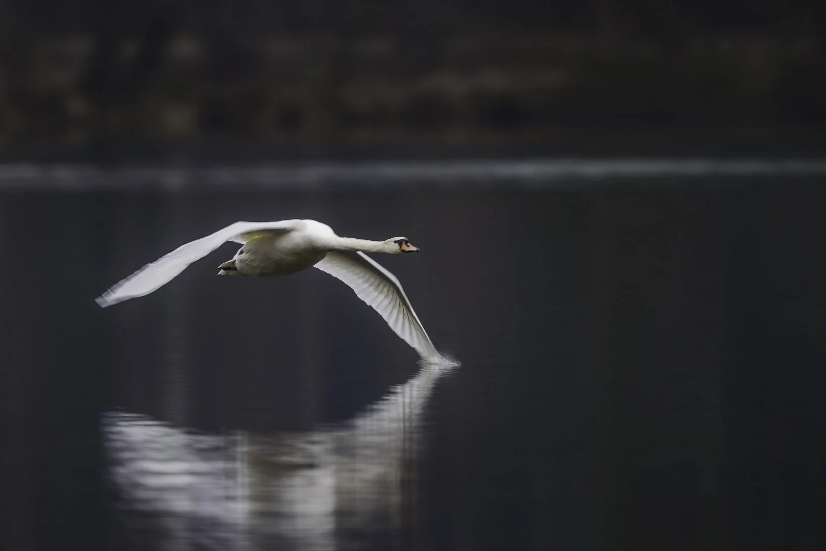 Mute swan flying low over dark water, toes nearly touching the surface.