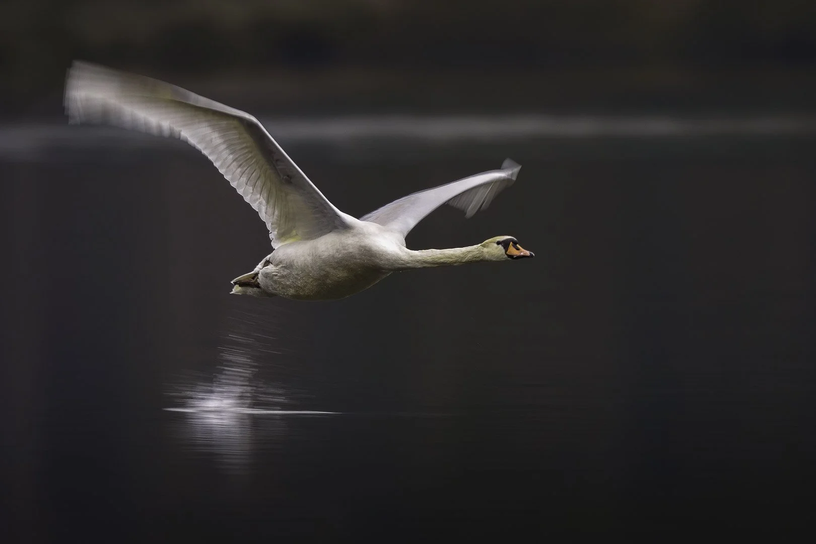 Mute swan with wings raised in upstroke flying low over dark water.